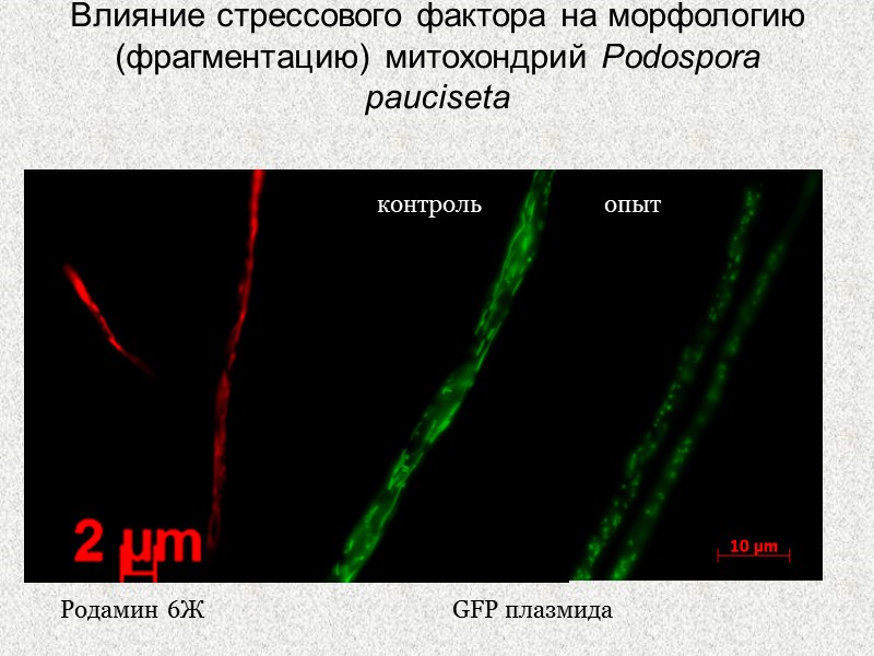 Влияние стрессового фактора на морфологию (фрагментацию) митохондрий Podospora pauciseta Родамин 6Ж GFP плазмида контроль